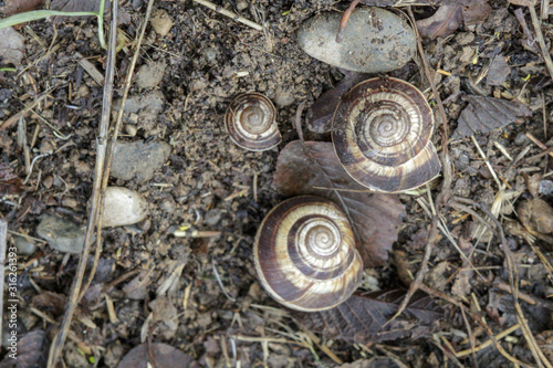 Shells with snails lying on the ground in winter