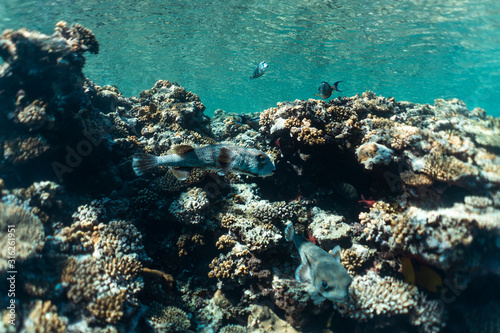 Fototapeta Naklejka Na Ścianę i Meble -  diodon hystrix underwater in the ocean of egypt, underwater in the ocean of egypt, Common porcupinefish underwater photograph underwater photograph,
