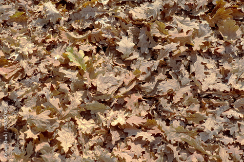 beautiful colorful autumn leaves on ground, falling autumn leaves in forest.