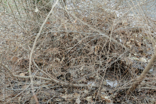 Interweaving of overgrown branches without leaves