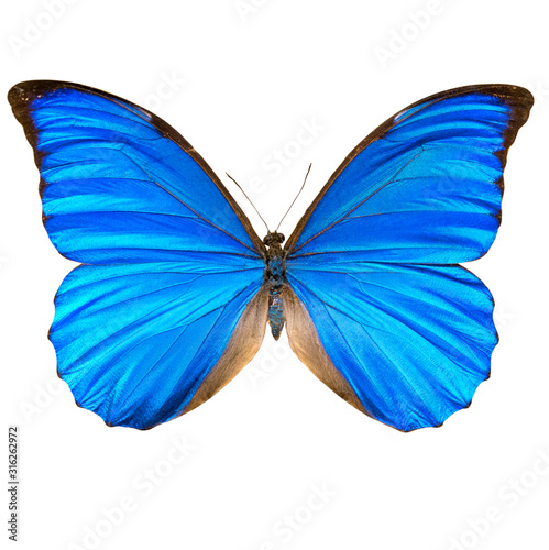 Butterfly with bly wings on a white background.