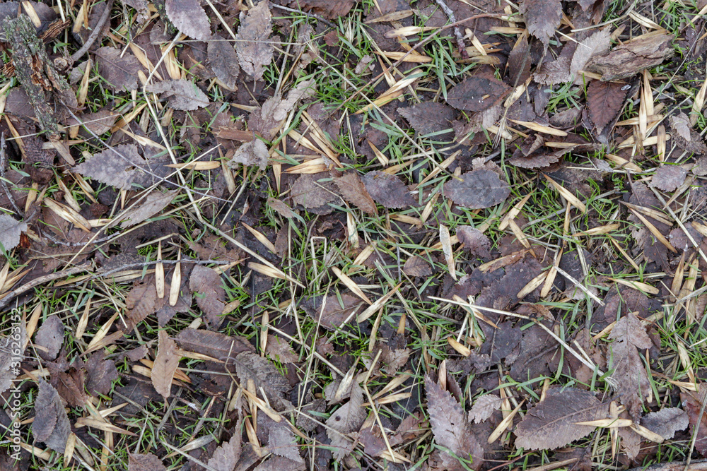A piece of land covered with ash seeds and foliage of trees A piece of land covered with ash seeds and foliage of trees