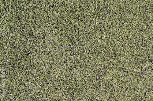 Part of the lawn with green grass in winter
