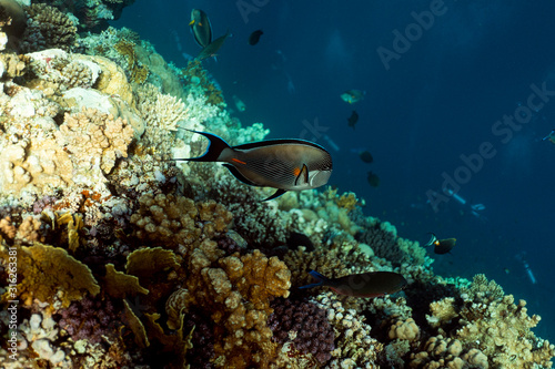 Fototapeta Naklejka Na Ścianę i Meble -  Acanthurus sohal underwater in the ocean of egypt, underwater in the ocean of egypt, Acanthurus sohal underwater photograph underwater photograph,