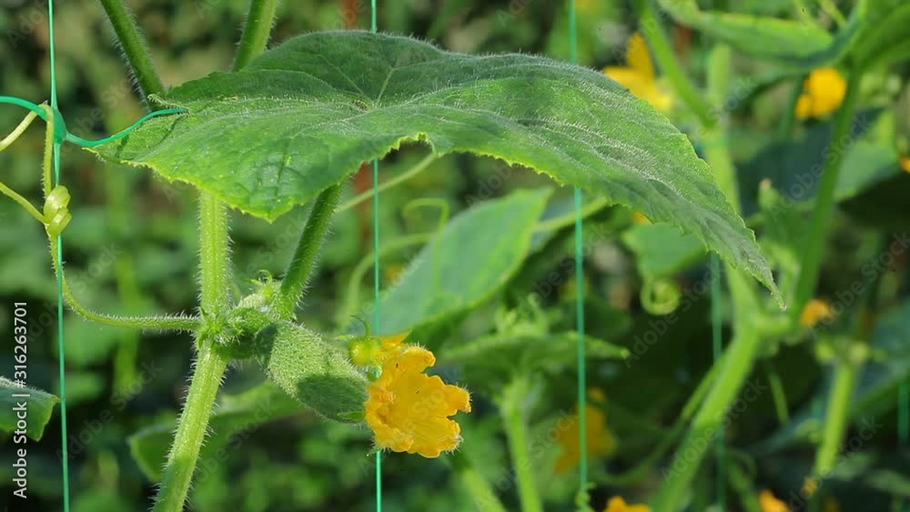 growing young green cucumber in the vegetable garden, agriculture close-up.