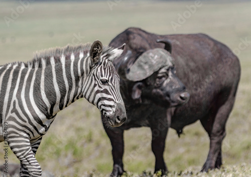 Fototapeta Naklejka Na Ścianę i Meble -  Africa