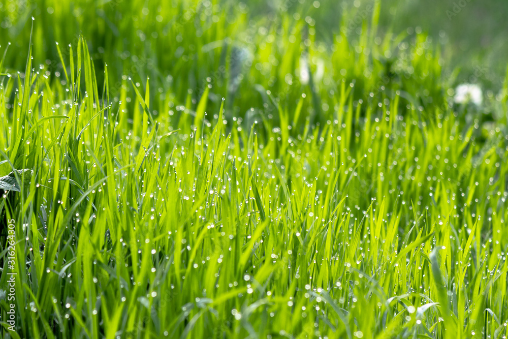 dew drops on the green grass. wonderful close up of nature background in the morning. freshness concept dew drops on the green grass. wonderful close up of nature background in the morning. freshness concept