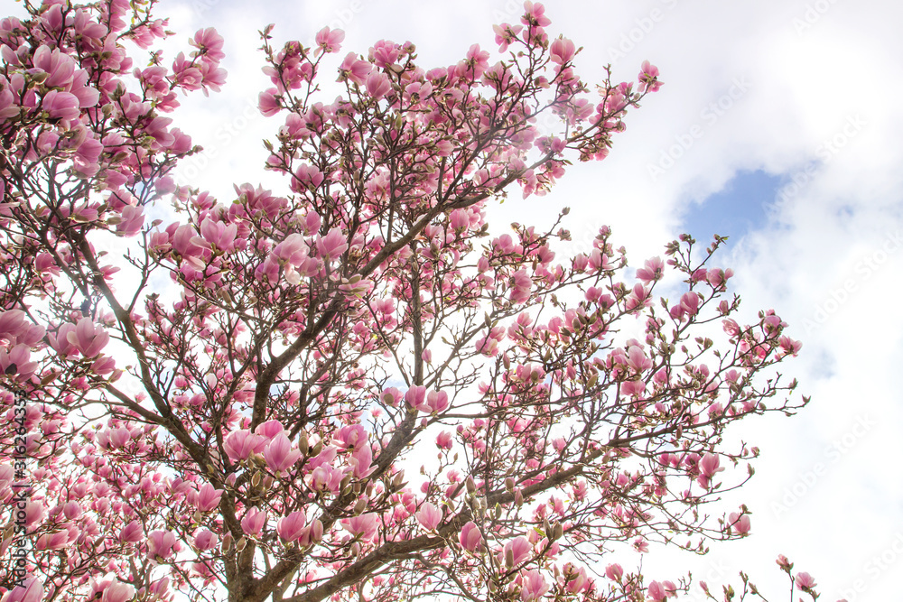 Magnolia tree blooming in spring