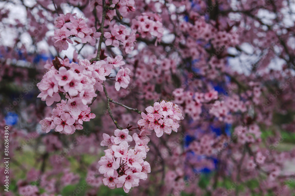 Cherry plum blooming in spring