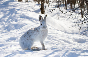 White Snowshoe hare or Varying hare closeup in winter in Canada