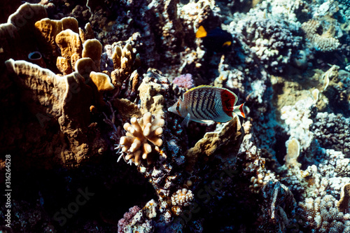 Chaetodon paucifasciatus underwater in the ocean of egypt  underwater in the ocean of egypt  Chaetodon paucifasciatus underwater photograph underwater photograph 