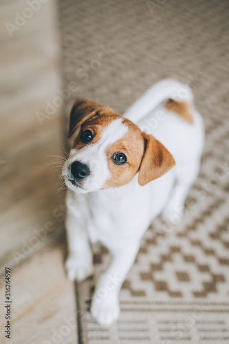  Adorable puppy Jack Russell Terrier on the capet at home.
