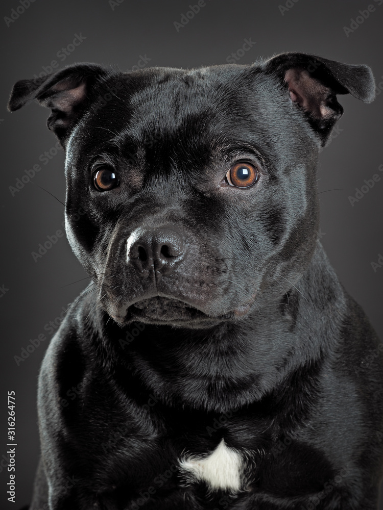 Studio shot stafordshire bull terrier Studio shot stafordshire bull terrier
