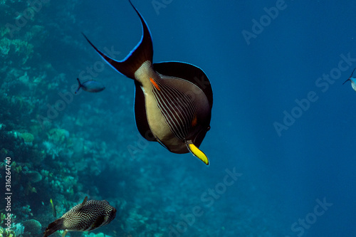 Acanthurus sohal underwater in the ocean of egypt, underwater in the ocean of egypt, Acanthurus sohal underwater photograph underwater photograph,