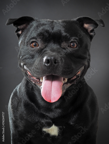 Fotografia Studio shot stafordshire bull terrier