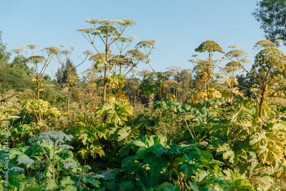 Poisonous plant killer hogweed. Grass causing a severe allergic reaction. Poisonous plant killer hogweed. Grass causing a severe allergic reaction.