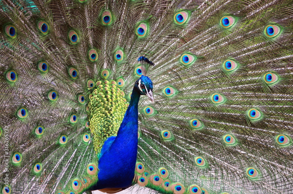 Naklejka premium Colorful peacock's tail