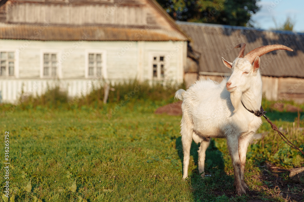 Fototapeta premium Goat on farm. Pet on the background of village. Animal eat grass in summer. Concept of goat's milk, cheese, wool.
