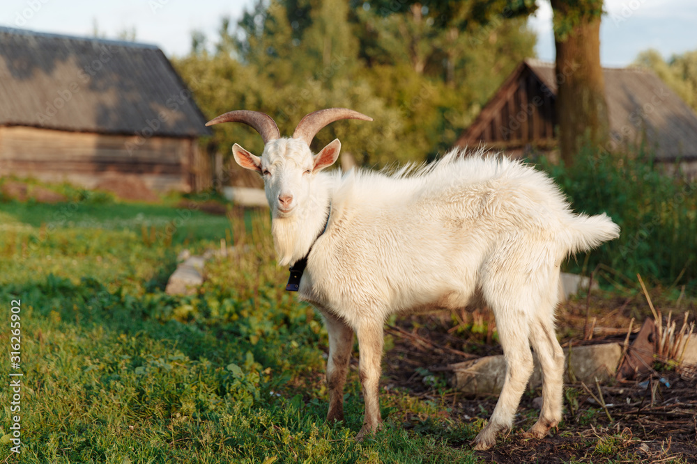 Obraz premium Goat on farm. Pet on the background of village. Animal eat grass in summer. Concept of goat's milk, cheese, wool.