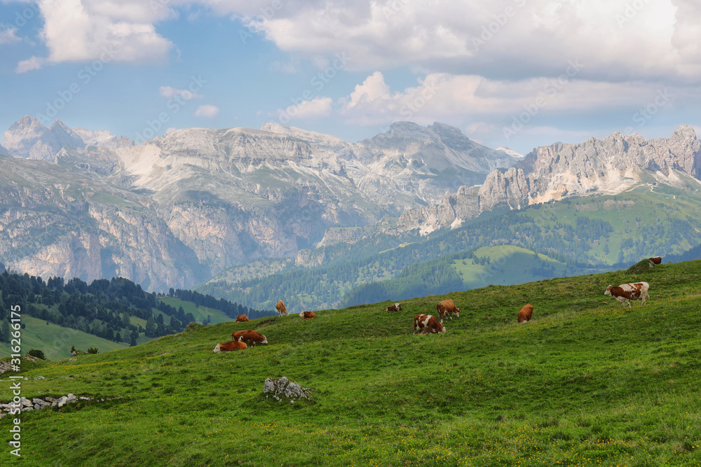 View of mountains and grazing cows in Sella pass, Dolomites Alps, Italy, Europe