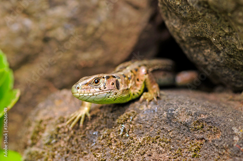 Sand Lizard / Zauneidechse (Lacerta agilis) photo