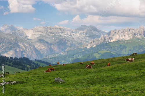 View of mountains and grazing cows in Sella pass  Dolomites Alps  Italy  Europe
