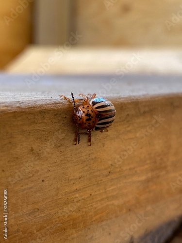 Striped Beetle walking on lumber