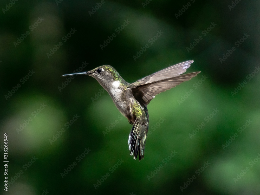 Fototapeta premium Hummigbird