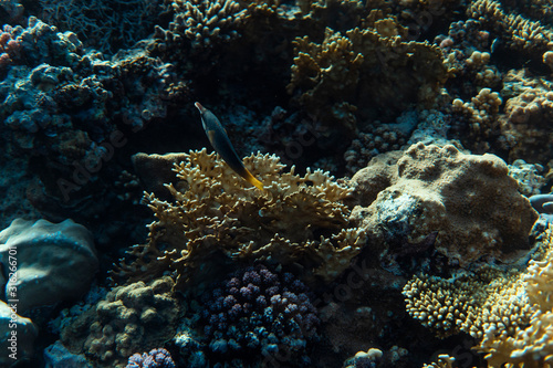 Fototapeta Naklejka Na Ścianę i Meble -  gomphosus caeruleus underwater in the ocean of egypt, underwater in the ocean of egypt, gomphosus caeruleus underwater photograph underwater photograph,
