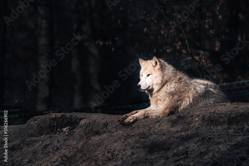 Wolf - Canis Lupus Arctus  photo