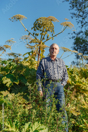 Man near Giant Hogweed Sosnowski plant. Heracleum manteggazzianum growing in the field. Poisonous plant causing an allergic reaction.