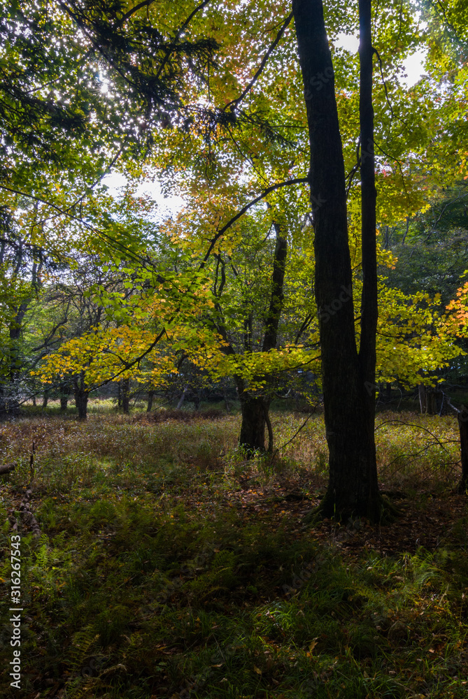 Autumn Morning in Canaan Valley State Park, West Virginia