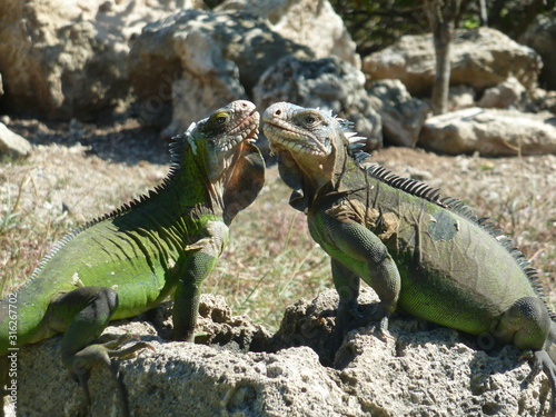 Iguana delicatissima