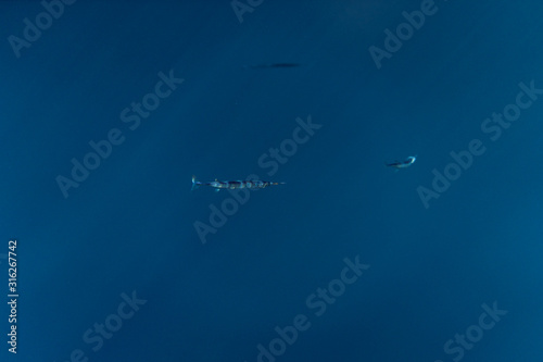 Belonidae underwater in the ocean of egypt, underwater in the ocean of egypt, Belonidae underwater photograph underwater photograph, photo