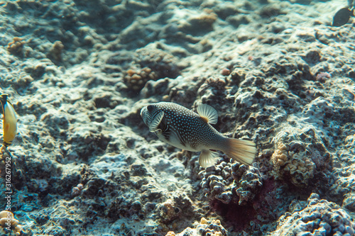 arothron stellatus underwater in the ocean of egypt, underwater in the ocean of egypt, arothron stellatus underwater photograph underwater photograph, photo