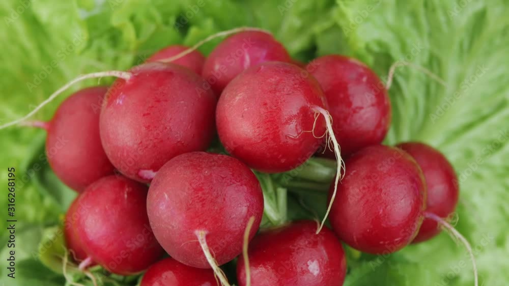Lettuce and radish on a rotating background Lettuce and radish on a rotating background