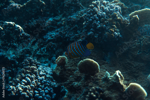 pygoplites diacanthus underwater in the ocean of egypt, underwater in the ocean of egypt, pygoplites diacanthus underwater photograph underwater photograph, photo