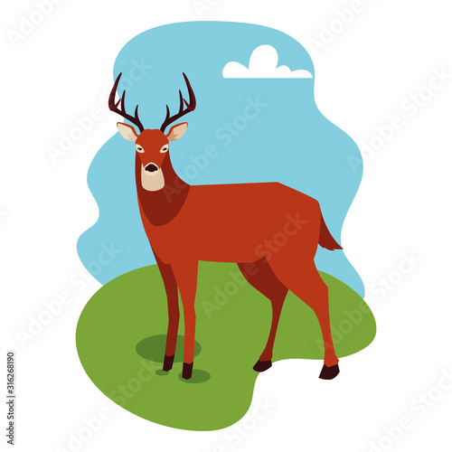 wild deer on a summer nature landscape