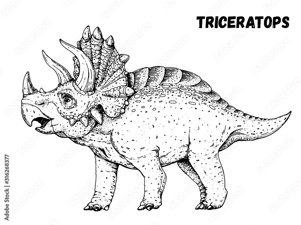 Obraz Triceratops dinosaur hand drawn sketch. Vector illustration. Herbivorous dinosaur