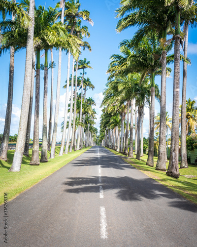 Allee Dumanoir in Guadeloupe, Capesterre Belle Eau. Street surrounded by royal palm trees in the caribbean.