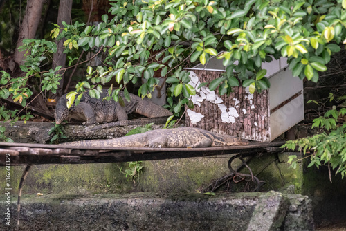  Monitor Lizards, Bangkok