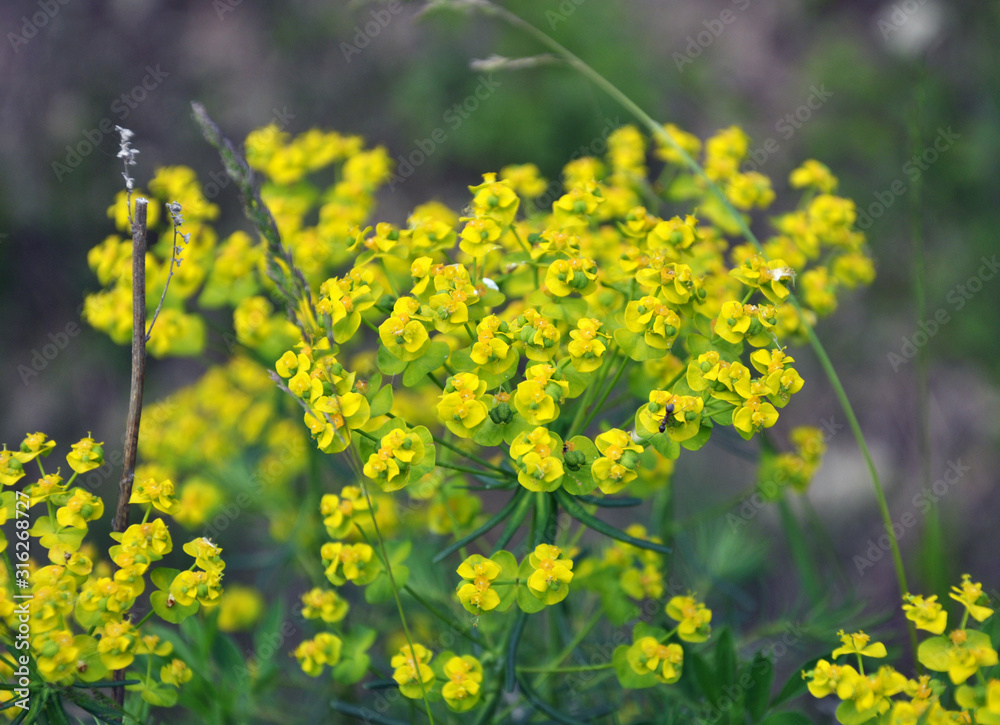 In spring, Euphorbia cyparissias blooms among herbs In spring, Euphorbia cyparissias blooms among herbs