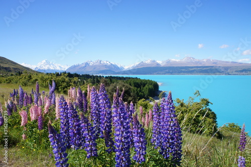 New Zealand Lupins and Turquoise Color Lake