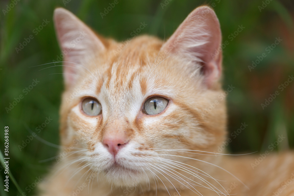 Portrait of a tabby adult cat. Portrait of a tabby adult cat.