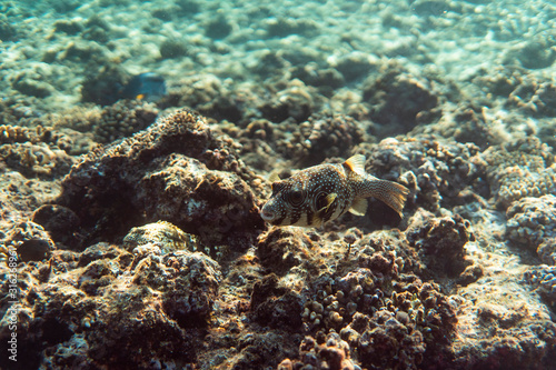 arothron stellatus underwater in the ocean of egypt, underwater in the ocean of egypt, arothron stellatus underwater photograph underwater photograph, photo