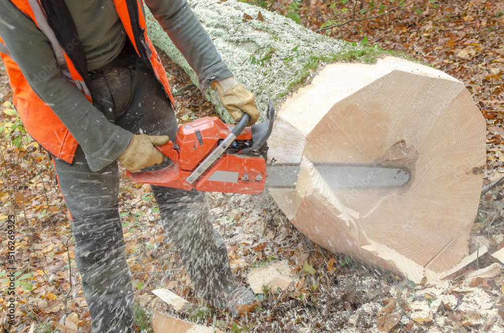 lumberjack using the chainsaw