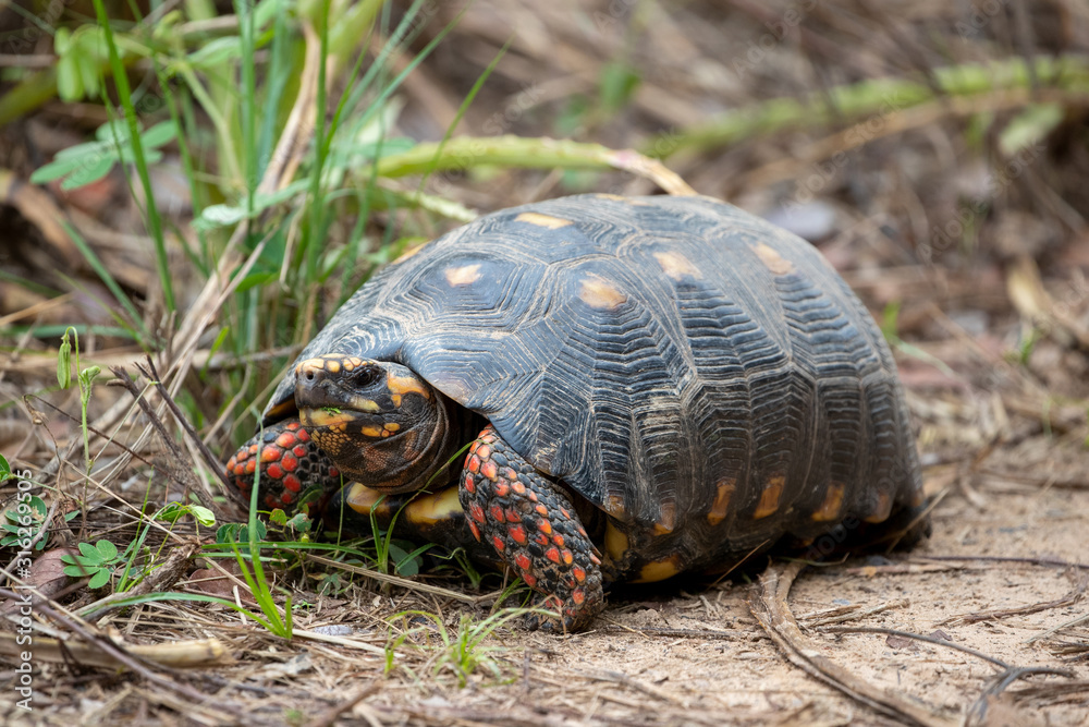 Eine Köhlerschildkröte läuft fressend durch die Vegetation Eine Köhlerschildkröte läuft fressend durch die Vegetation