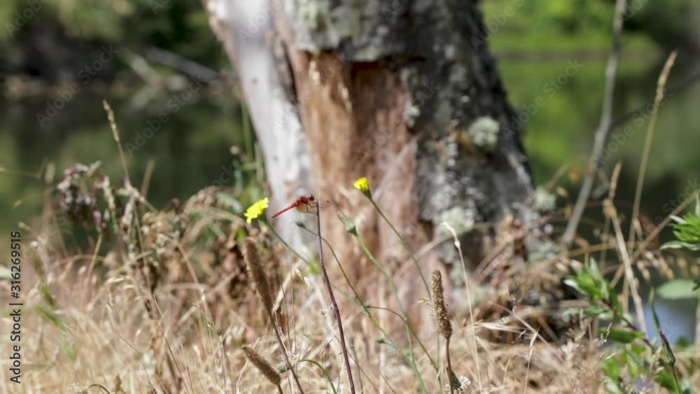Closeup of a red dragonfly resting on a branch, with a couple yellow flowers waving and a blurred tree as background. Closeup of a red dragonfly resting on a branch, with a couple yellow flowers waving and a blurred tree as background.