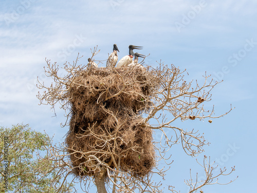 Gewaltiges Jabiru Storchen Nest mit einem Alt- und drei Jungtieren und Mönchssittichen als Untermieter photo