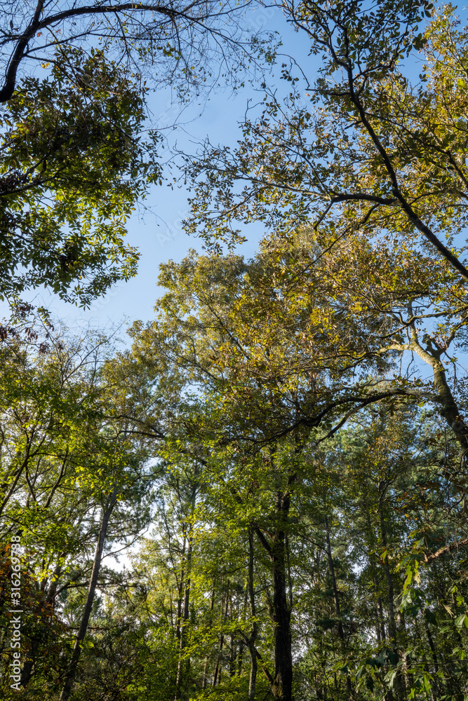 Trees line the water ways of Broken Bow, Oklahoma. Trees line the water ways of Broken Bow, Oklahoma.
